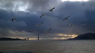 Flock of seagulls on the boat to Alcatraz (San Francisco) (8K)