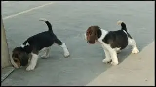 Cute Pomeranian Puppies Doing Funny Things #8 | Cute and Funny Dogs