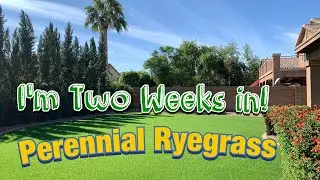 Using PureSeed Perennial Ryegrass 2nd Week Update//Jumpstart KBG #pureseed #perennialryegrass