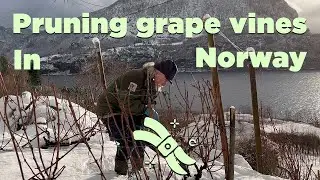 Unlock the Secrets of Pruning Grape Vines and Tour the Oldest Vines on Our Norwegian Vineyard