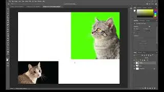 BASIC PHOTOSHOP SKILLS
