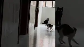 Котик допрыгался 😂😂😂 #foryou #pets #cute #kitty #cat #shorts
