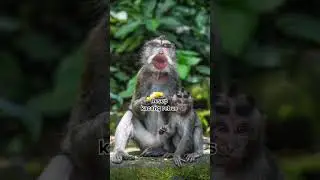 🐒🙈 Dijamin cari tempat hits buat jalan-jalan terus sih si tenyom 
