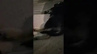 puppy dreams 2