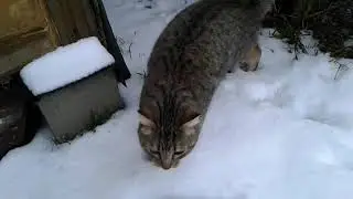 Мускусные утки. Что же с ними делать?!?!