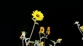 The sun and stars
