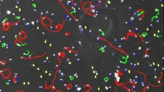 Horse sperm sample