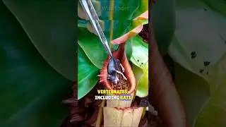 3 carnivorous plants that eat animals! 