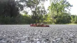 Saving a Corn Snake