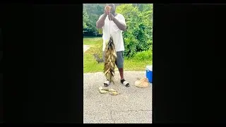 Bluegill & Shellcracker Smackdown ( Catch*Clean*Cook )