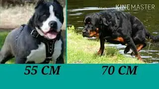 Питбуль против ротвейлера.