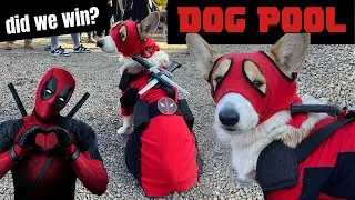 Doggy Deadpool: A Paw-lloween Special (turning my corgi into Wade Wilson to win a giant prize)