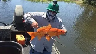 My First Koi, waited a long time for one of these!