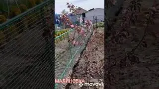 Яблоня-МАЛИНОВКА. Омск