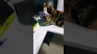 Funny REALITY Of Working From Home With A CAT! 😂 #shorts #cat #kitten
