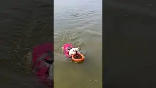 French bulldogs in red life jackets.❤️ Бульдоги в красных жилетах #funny #puppy #собакаплывет #rock