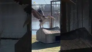 Great white pelican sound