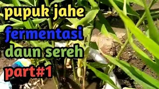 pemberian Pupuk JAHE gajah# organik fementasi daun2. part.1