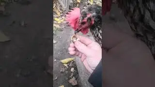 Ручная Курица По Имени Дуся Ест Орехи