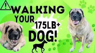 Your mastiff needs rules‼️