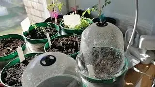 Ленивый день/ Сад/ Ночнойдожор