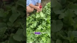 Секрет богатого урожая редиса