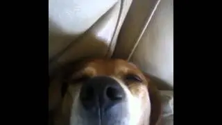 Lazy Beagle Enjoying The Dog Days Of Summer