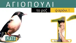 ROSE-COLOURED STARLING: the pink bird!