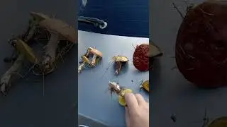 собрали немного грибов Алтай