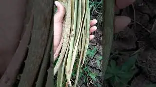 Natural pesticides in (Organic )