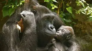 A Mother's Love: The Unbreakable Bond Between Gorilla Mom and Baby