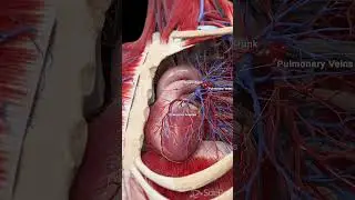 💓 The Heart and Pulmonary Blood Vessels: Key Players in Circulation 💓