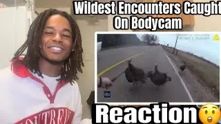 These Wild Encounters Were Caught On Bodycam😲 | Reaction