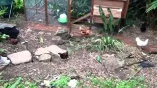 Free ranging!