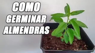 Germina Una ALMENDRA y Obtiene Tu Propio Árbol | La Huerta De Alber
