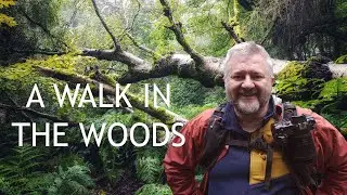 A Walk in the Woods. One Hour to Grab a Shot.