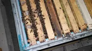 Что нужно открыть и положить для зимовки пчел в зимовнике!