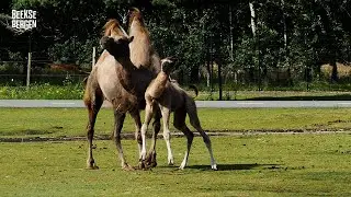Een extra paar bulten in het Safaripark! 🐫
