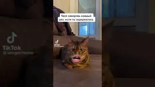 твоя свекровь каждый раз когда ти задержалась