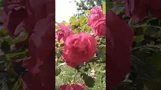 Плетистая роза