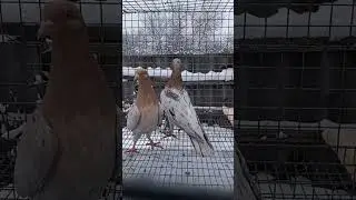 Жёлтый мрамор