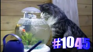 Минутка позитива с котами 💋💓😺🐾