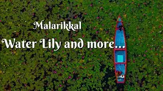 2024 Malarikkal Water Lily Bloom - English CC  - 4K