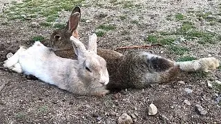 When I approached the rabbit, it jumped out.