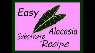 Easy Alocasia Substrate