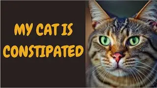 My Cat Is Constipated