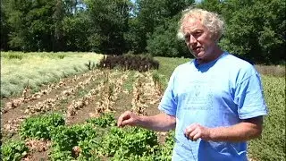 Harnessing Disease Resistance in Plants through Classical Breeding Techniques