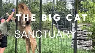 Big Cat Sanctuary - Open Day Wednesday 24 July 2024