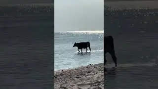 Даже коровы на Море ,а ты ещё нет.
