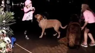 Extreme dog training